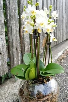 orchidee in glas